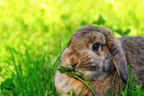 Rabbit is sitting in grass Foto stock