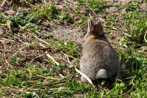 Rabbit Sitting on Grass Foto stock