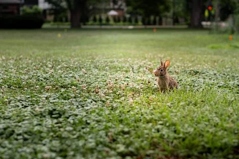 Rabbit sitting on green grass during daytime in a park with trees and flowe.. Stock Photos