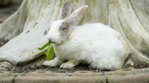 Rabbit sitting in the ground and eating leaf. Stock Footage 49932134