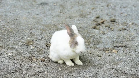 Rabbit sitting in the ground. Stock Footage 49931303