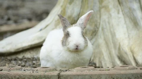 Rabbit sitting in the ground. Stock Footage 49932147