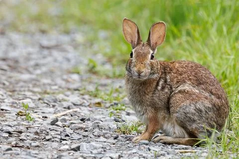A rabbit is sitting on the ground in a grassy area Stock Photos