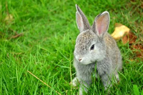 Rabbit sitting Stock Photos