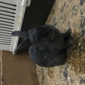 Rabbit is sitting Stock Photos