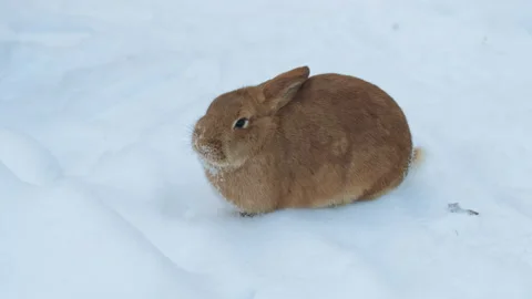 Rabbit sitting in the snow and chewing something Stock-Footage 215942800