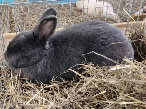 A rabbit is sitting on straw Photos