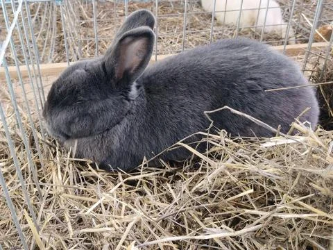 A rabbit is sitting on straw 库存照片
