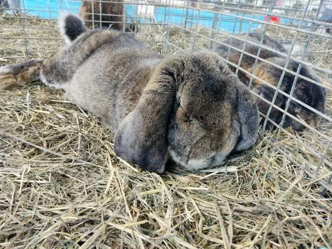 A rabbit is sitting on straw 写真素材