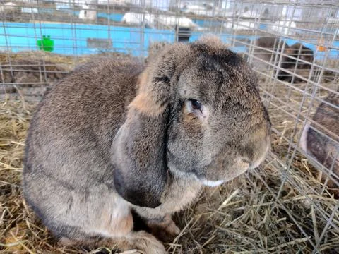 A rabbit is sitting on straw Фото