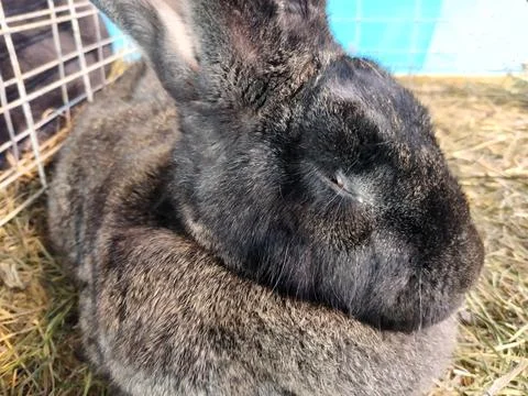 A rabbit is sitting on straw 스톡 사진