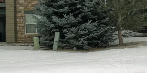 Rabbit Sitting Under A Pine Tree Stock Footage 231648254