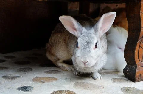 Rabbit Sitting Under Table Foto stock