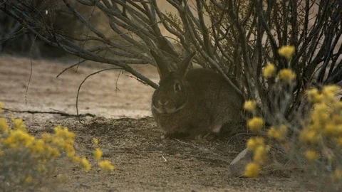 Rabbit sitting under the tree Stock Footage 99046233