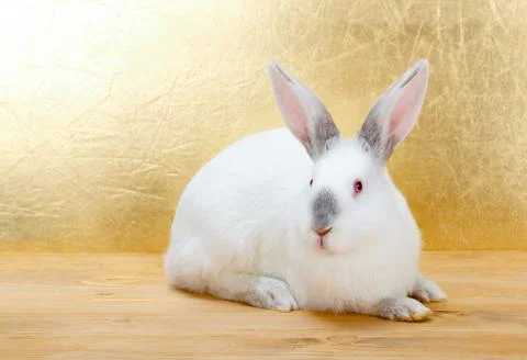 Rabbit sitting on wood Stock Photos