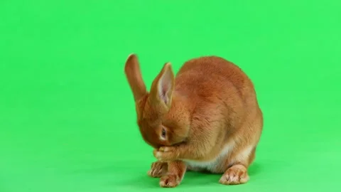 Rabbit (six months) is washed with a paw on green screen Stock Footage 86476084