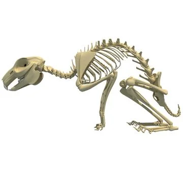 Rabbit Skeleton 3D Model
