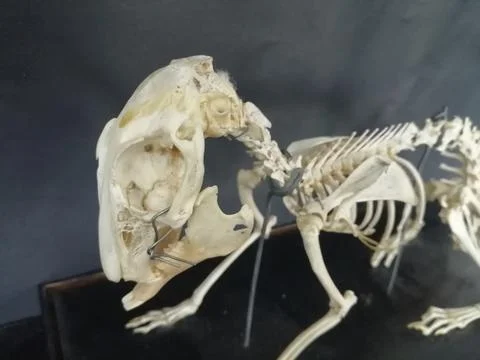 Rabbit Skeleton Stock Photos