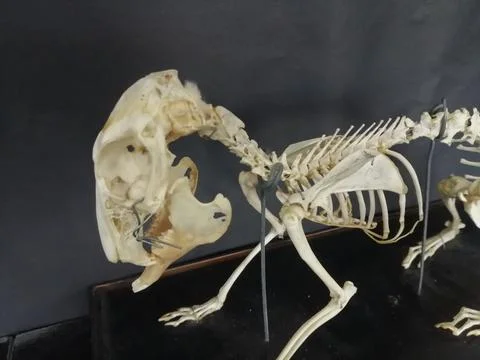 Rabbit Skeleton Stock Photos