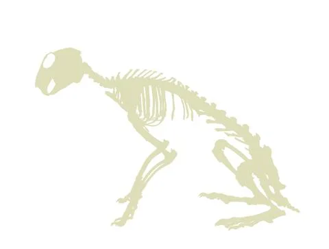 Rabbit skeleton vector silhouette illustration isolated on white Stock Illustration