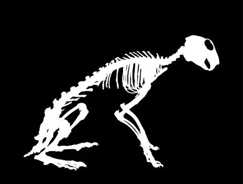 Rabbit skeleton vector silhouette illustration isolated on black イラスト素材