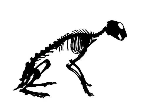 Rabbit skeleton vector silhouette illustration isolated on white Stock Illustration
