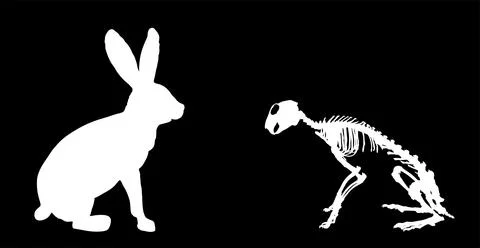 Rabbit skeleton vector silhouette illustration isolated Stock Illustration