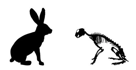 Rabbit skeleton vector silhouette illustration isolated Stock Illustration