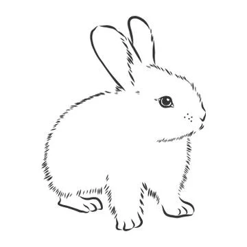Rabbit sketch. Hand drawn vector illustration. realistic animal Stock Illustration