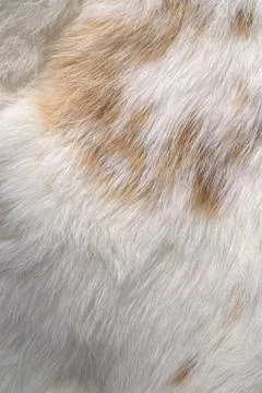 Rabbit skin Stock Photos