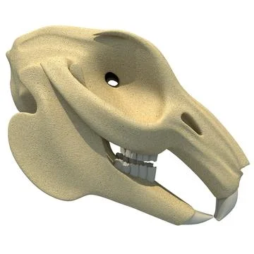 Rabbit Skull 3D Model 3D Model