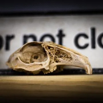Rabbit skull Stock Photos
