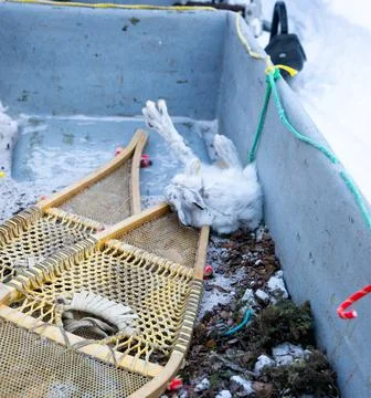 Rabbit in Sled Foto stock