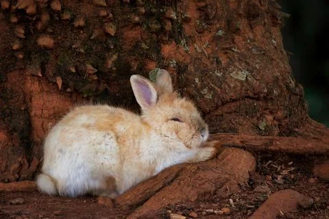 A rabbit is sleeping on a log Stock Photos