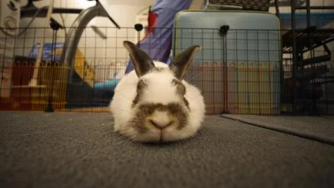 Rabbit Sleeping Stock Photos