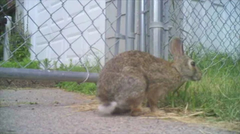 Rabbit Sneaking Through Fence Stock Footage 32224206