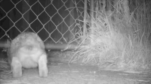 Rabbit Sneaking Under Fence Stock Footage 25463540