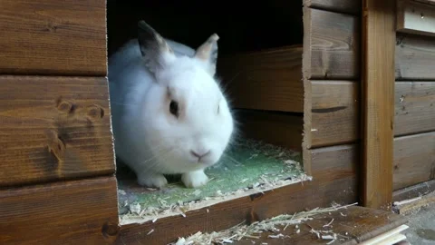 Rabbit sniffs the camera Stock Footage 226964335