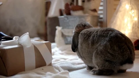 Rabbit Sniffs Christmas Interior Decorations in the Photo Studio Stock Footage 71795116