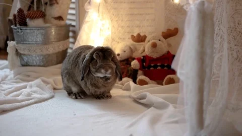 Rabbit Sniffs Christmas Interior Decorations in the Photo Studio 库存影片 71796445