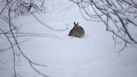 Rabbit In the Snow hops around in search of food Video stock 76503530