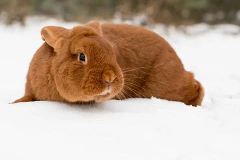 Rabbit on the snow Foto stock