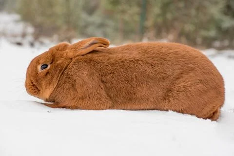 Rabbit on the snow Foto stock