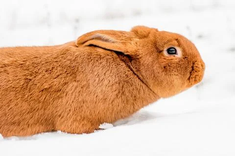 Rabbit on the snow Stock Photos
