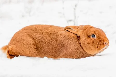 Rabbit on the snow Stock Photos