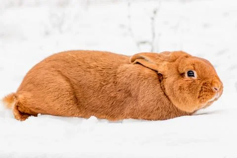 Rabbit on the snow Stock Photos