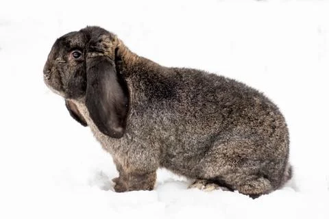 Rabbit on the snow Stock Photos