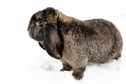 Rabbit on the snow Stock Photos