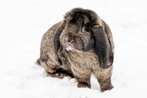 Rabbit on the snow Stock Photos
