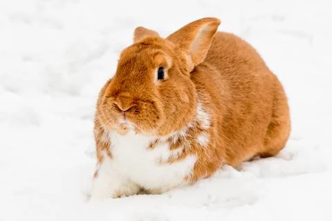 Rabbit on the snow Stock Photos